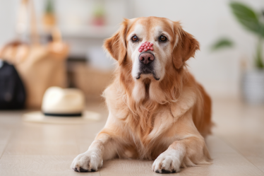 Mon chien a des boutons ! Quand l’acné canine entre en jeu