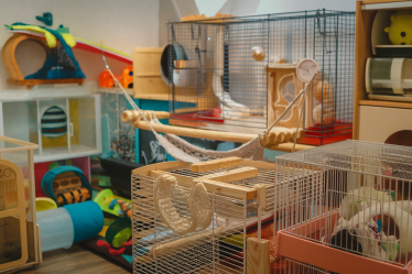 Bien choisir la cage idéale pour vos rats avec style et fun !