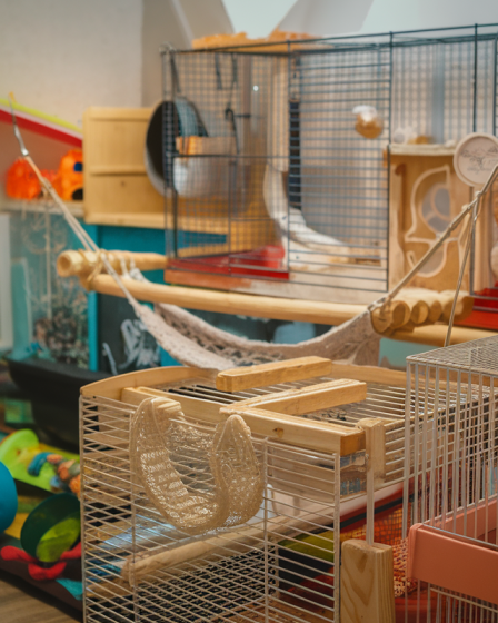 Bien choisir la cage idéale pour vos rats avec style et fun !