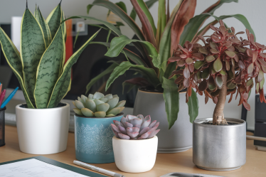 Des plantes au bureau pour booster votre bien-être au travail