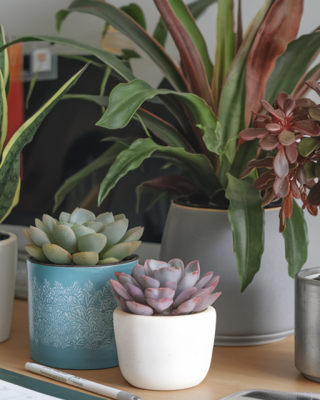 Des plantes au bureau pour booster votre bien-être au travail