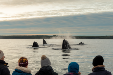 Observer les baleines au Québec : une aventure époustouflante