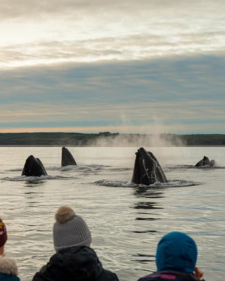 Observer les baleines au Québec : une aventure époustouflante