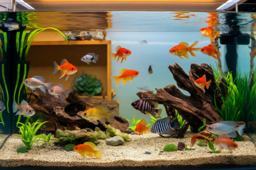 Combien de poissons accueillir dans un aquarium de 100 litres ?