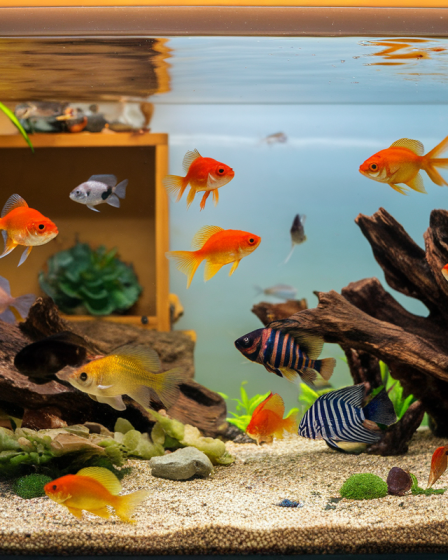 Combien de poissons accueillir dans un aquarium de 100 litres ?